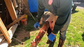 Fleshing a Beaver Hide with a Necker Knife [upl. by Nairdna]