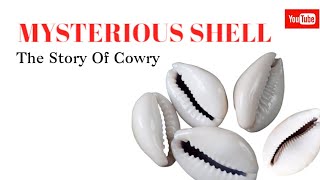 Mysterious Shells The Story Of Cowries [upl. by Zetra594]