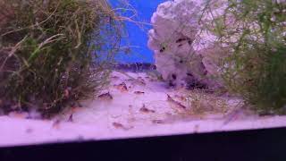 synodontis petricola fry vs baby brine shrimp [upl. by Adiuqal]