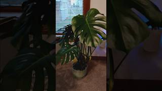 Giant Monstera Deliciosa growth guide plants gardening plant houseplants tutorial tutorials [upl. by Airlie]