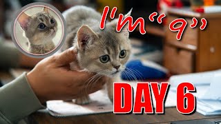 The Day 6 ：Kitten vs Cat Teaser The Ultimate Battle my name is quot9quot Kitten playtime Cat meal time [upl. by Assirt]