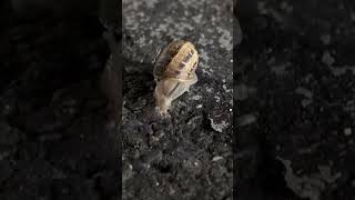 Lil baby slug california nature godsmessage woke its7am ew whatisthat npc crustacean mood [upl. by Fowle]