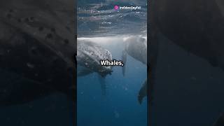 The Oceans GiantsWhales Songsoceannaturefactswhalesongs🌊 [upl. by Celesta]