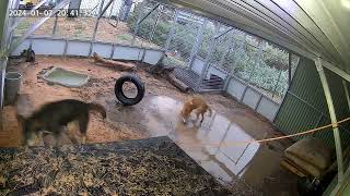 Dingoes Hunting Frogs What a fantastic opportunity to observe their natural instincts in action [upl. by Hillel94]