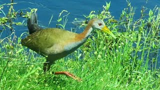 Giant Wood Rail [upl. by Elynad27]