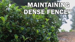 Maintaining Dense Fence™ Viburnum [upl. by Submuloc]