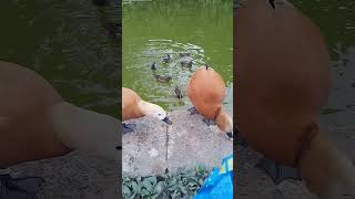 redfish and ruddy shelduck [upl. by Frederich]