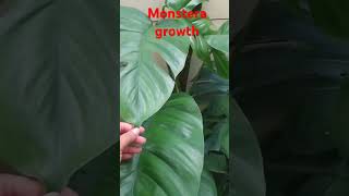 Monstera growth of one year kaarigiribymayuripatel monsteraadensoni ytshorts viralshorts [upl. by Audras]