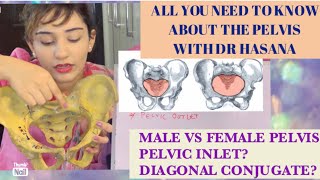 All you need to know about PELVIS BONE ANATOMY in 3D  Pelvimetry Diameters Landmarks EXPLAINED [upl. by Buerger]