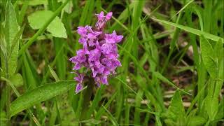 Naturwunder im Wald Orchideen und Rehkitz  Beautiful nature in the forest [upl. by Olenta]