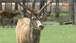 UMAS opción para conservación de especies y generación de recursos [upl. by Imotih]