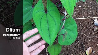 Purple yam Dioscorea alata [upl. by Schindler326]