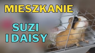 KLATKA dla ŚWINKI MORSKIEJ  urządzamy od zera [upl. by Kile526]