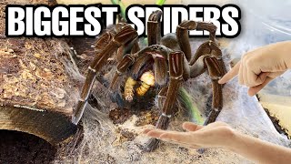 Feeding my BIGGEST Tarantulas Goliath Bird Eater ATTACK [upl. by Kissie]