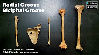 Radial Groove vs Bicipital Groove  The Charsi of Medical Literature [upl. by Philemon]