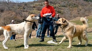 Fight amp shepherd dogs in Macedonia part 1 [upl. by Eeryt]