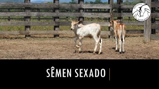 Sêmen sexado em Medicina Veterinária [upl. by Ydok]