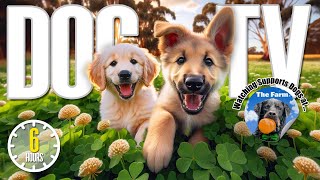 Dog TV for Dogs to Watch 🐶 Entertainment for Dogs 🎵 Relaxing Dog Music amp Anti Anxiety Dog Home Alone [upl. by Naira666]