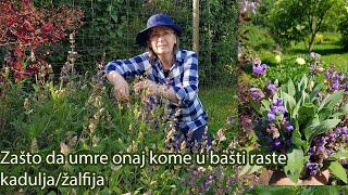 Zašto da umre onaj kome u bašti raste kadulja  Ljekovita biljka  žalfija  Salvia officinalis [upl. by Orrin]