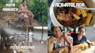 Vaca atolada no almoço como fazer poleiros para galinhas poedeiras [upl. by Thebazile384]