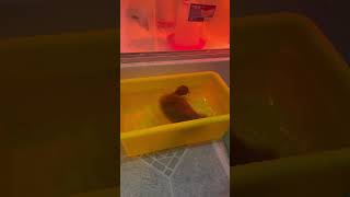 Duckling Playing In Water duckling duck cuteanimals beversfamilyadventures2577 [upl. by Panaggio]