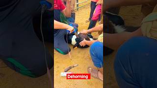 Disbudding dehorning calves shortvideo viral shorts [upl. by Sergias]