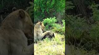 wildanimals lions attack edit [upl. by Lleynad379]