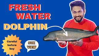 How To Keep Freshwater Dolphin 🐬🐬 Details Video  Feeding Tank Size Community And All 🐟🙋‍♂️ [upl. by Enehpets]