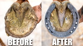 Farrier Hoof Restoration  Satisfying [upl. by Vally]