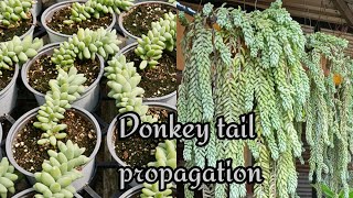 How to propagate donkey tail from stem cutting  Best and easy succulent to grow  burro tail [upl. by Marleah]