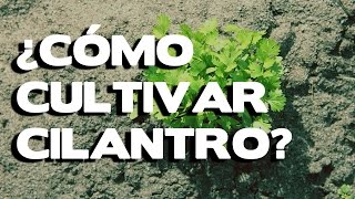 Como cultivar cilantro paso a paso para tener tu huerto [upl. by Kirima]