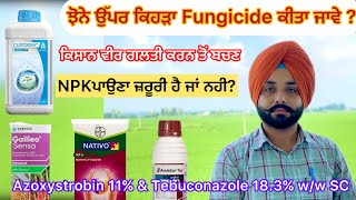 Azoxystrobin 11 amp Tebuconazole 183 ww SC ਝੋਨੇ ਉੱਪਰ ਕਿਹੜੀ ਫੰਗੀਸਾਈਡ ਕੀਤੀ ਜਾਵੇ  khetibadi paddy [upl. by Eerol]