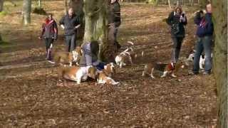 Scottish Basset Hound Walk at Crathes Castle Banchory [upl. by Di498]