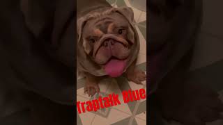 Stackmaster Bulldogs real killas don’t talk come get you one exoticbulldog bullybreed detroit [upl. by Baudelaire]