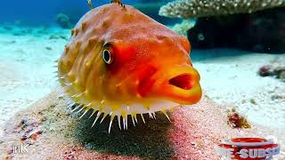 PUFFERFISH VUILDS SAND SCULPTURE FOR MATING [upl. by Hadeehuat224]