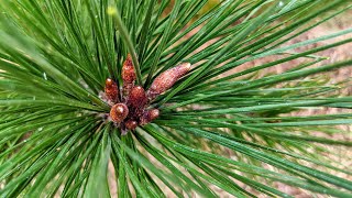 Baby Male Monterey Pine Cones amp Clusters of 3 Needles [upl. by Barron]