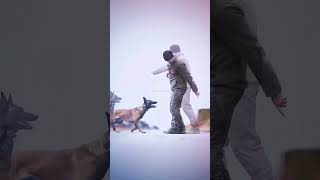 dogs k9protection doglover germanshepherd k9 dog dogtraining k9handler military shortvideo [upl. by Long456]