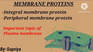 Membrane protein  Integral and Peripheral protein  Plasma membrane  Cell Biology [upl. by Mollie478]