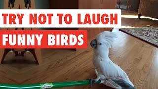 Try Not To Laugh  Funny Birds Video Compilation [upl. by Sanyu]