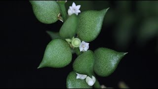 Dischidia ruscifolia  Urnenpflanze Million Hearts [upl. by Cerellia797]