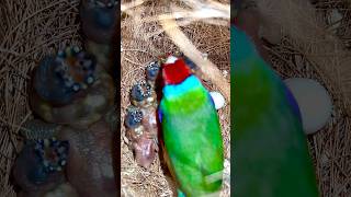 RedHeaded Gouldian Finch Male in nest covering his tiny baby birds  bird chicks birds bird [upl. by Nyladnarb]