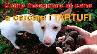 Come insegnare al cane a cercare i tartufi [upl. by Essej]