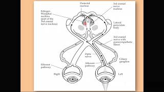 The pupillary light reflex [upl. by Piselli]