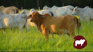 Características del Ganado Pardo Suizo  TvAgro por Juan Gonzalo Angel [upl. by Pearline974]