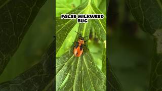 False Milkweed Bug shorts [upl. by Eyllom349]