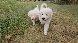 Maremma Sheepdog Puppy Adventure Walk [upl. by Polard458]