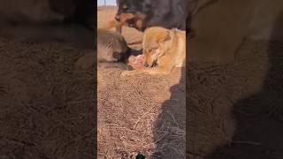 Tibetan mastiff 🔥Attack🔥 wolfs wolves shortsvideo wildlife shortsvideo shortsfeed viralvideo [upl. by Marillin]