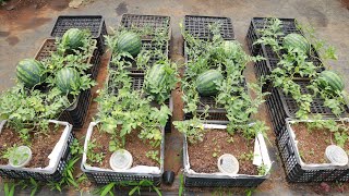 Growing watermelon at home is easy big and sweet if you know this method [upl. by Anim254]