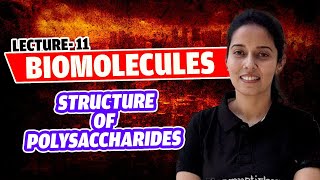 11Polysaccharides Structure of Polysaccharides Carbohydrates Biomolecules NEET lass 11 [upl. by Mccullough344]