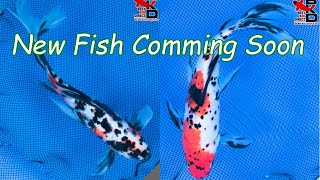 AAA Show Quality Shubunkin Goldfish FRY [upl. by Nilyram]